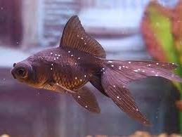Image result for white spot pada ikan
