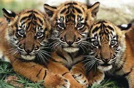 Image result for HARIMAU SUMATERA