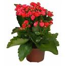 Como cuidar do CalanchoHow to take care of Kalanchoe