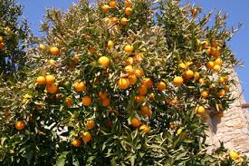 Image result for biji jeruk