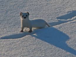 Image result for wonder weasel