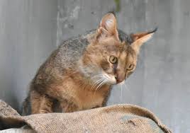ジャングル キャット