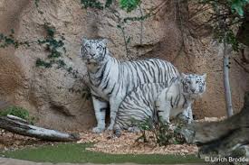 Resultado de imagen de imagenes de loro parque