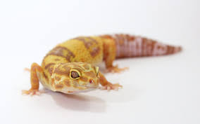 Le Gecko léopard / Les phases Images?q=tbn:ANd9GcT6Oumr00sdVteketDNS3eFDWyLpM_kMM4CcxUcQc2ikUxI1uT92w