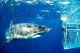 Shark cage diving - Enjoy life in our marine parks