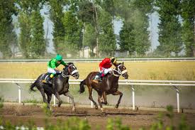 Image result for IRAN HORSES