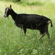 Image result for GOAT