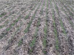 Image result for organisms and their environment