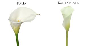 Znalezione obrazy dla zapytania kalia