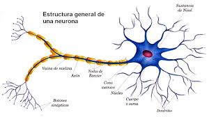 Resultat d'imatges de neuronas sintéticas