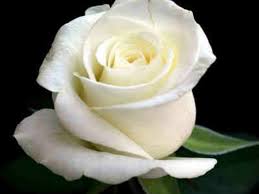 Image result for images of rose hd
