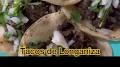 Video for Tacos de Suadero y Longaniza. EL PROFE