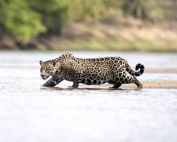 Image of Jaguars in the Pantanal