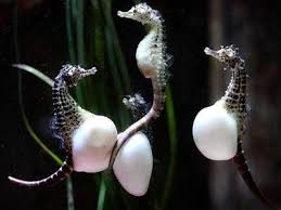 Image result for the seahorse