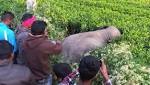 elephants mowed down train Assam's