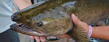Chinook Fishing in the Little Salmon River is Closed
