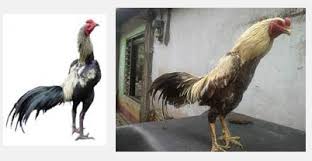 Hasil gambar untuk ayam birma hari ini