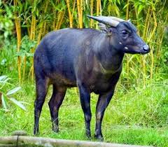 Hasil gambar untuk anoa