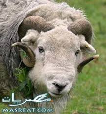 اضغط على الصورة لرؤيتها بالحجم الطبيعي