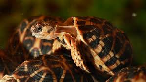 Sa démarche "anormalement raide" la trahit : arrêtée à l’aéroport, la jeune fille cachait 30 tortues protégées sous ses vêtements