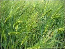 Image result for BARLEY