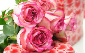 اجمل ورود عيد الحب : زهور عيد الحب : ورود تنطق بالحب جميلة Images?q=tbn:ANd9GcT7HJVU9ijzd4-0lKIZOu0a9iWu1tbkJvDQwI-r78LQajmGxbR6