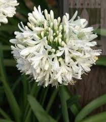 Resultado de imagem para flor  agapanto