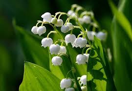 Résultat de recherche d'images pour "muguet 1er mai"