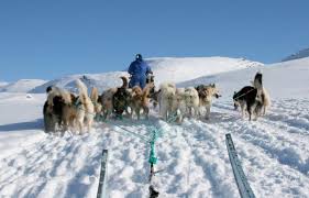 In some areas of Greenland, melting sea ice has made traditional dog-sled transportation impossible. Photo credit: Robert Correll In 2003, ... - Pers_Corell_Figure4.preview