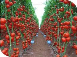 domates tarlası ile ilgili görsel sonucu
