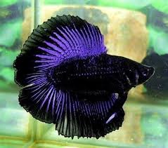 Hasil gambar untuk IKAN CUPANG Double tail