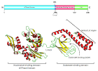 Hspstructure