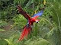Pictures of 2 parrots kissing and flying <?=substr(md5('https://encrypted-tbn3.gstatic.com/images?q=tbn:ANd9GcT7fPiDV8LhuN3oERN7FAFulAoH6Zawc9GzjvNWzAZb3bx9nWTWlRbiGm8'), 0, 7); ?>
