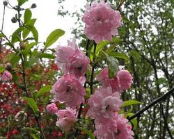 Image de Fleurs de cerisier à fleurs doubles