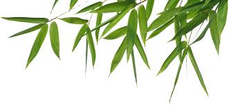 Image result for bamboo