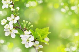 Image result for spring wallpaper free