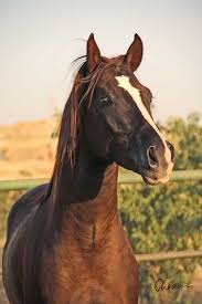 Image result for IRAN HORSES