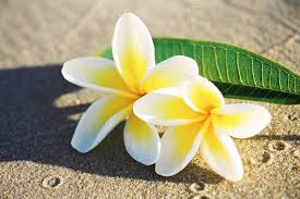 Image result for frangipani images