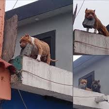 Perro y su juguete - Meme subido por Mauricio-Macri :) Memedroid