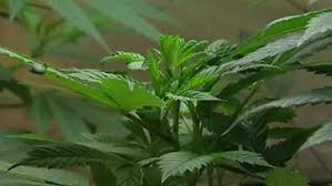 Resultado de imagen de Legalization
