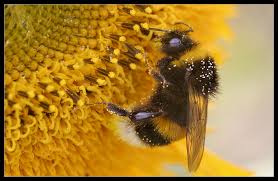 Hummel an den Honigtöpfen - Bumblebee at the honey pots - Bild ...