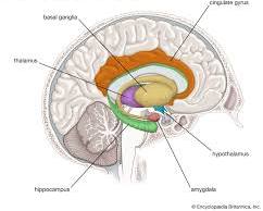 Image of limbic system