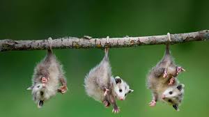 Image result for baby animals