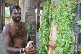 Image result for BRAHMINS