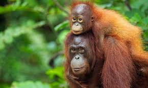 Image result for ORANG UTAN