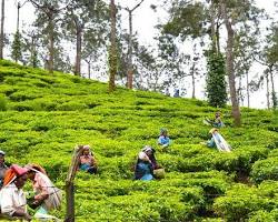 Image of Spice plantation tours, Thekkady