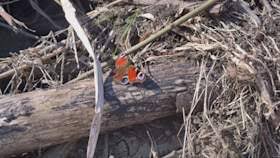 York's Askham Bog hailed as a 'treasure' by Sir David Attenborough fears for future