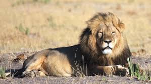 Image result for cecil lion
