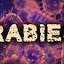 Health Dept.: Bat in Lexington tested positive for rabies