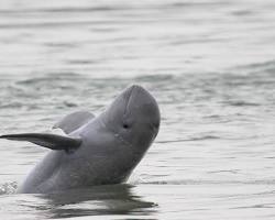 Image of Irrawaddy dolphins swimming in the Mekong River